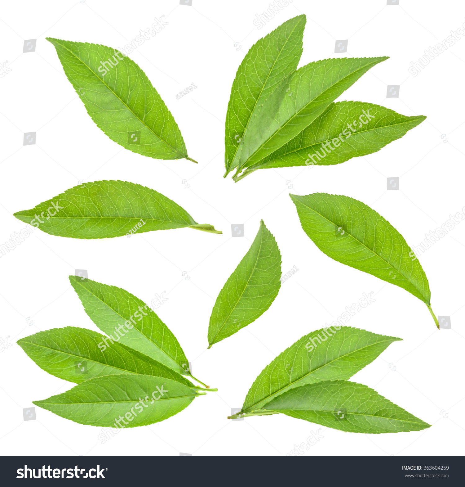 Peach Leaf Isolated Stock Photo 363604259 Shutterstock