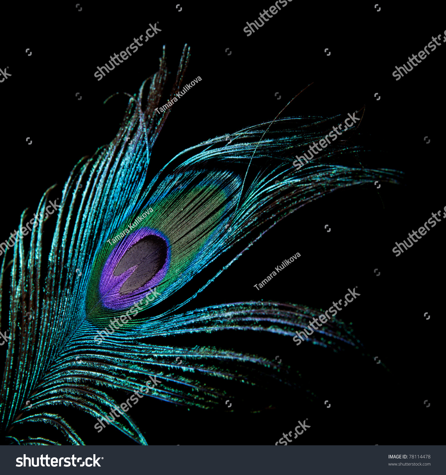 Peacock Feather Stock Photo 78114478 : Shutterstock