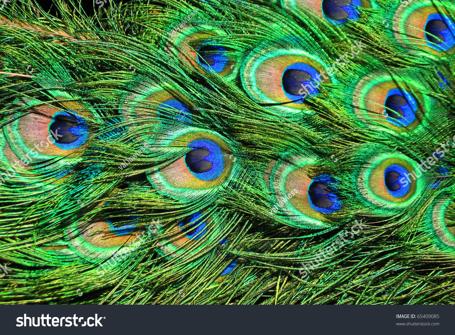 Peacock Feathers Stock Photo 65409085 : Shutterstock