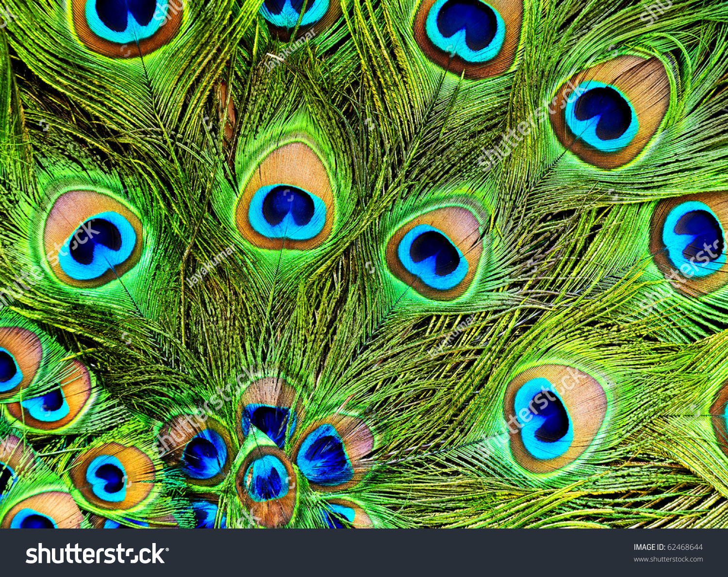 Peacock Feathers Background Stock Photo 62468644 - Shutterstock