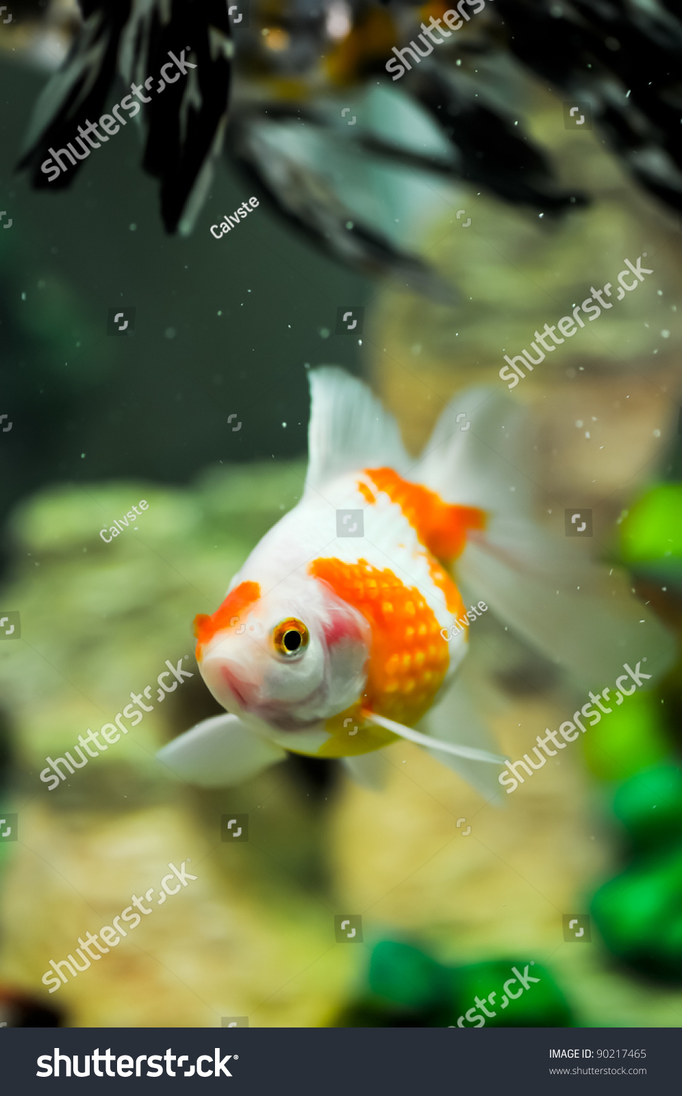 Pearlscale Oranda Goldfish Fish Tank Stock Photo 90217465 - Shutterstock