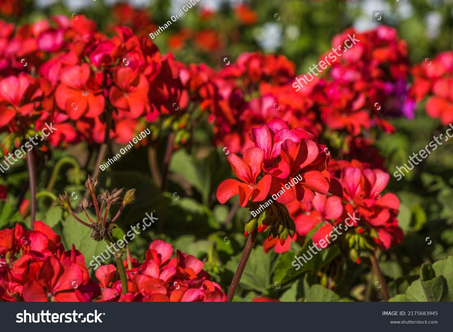 Pelargonium Graveolens Citronella Often Sold Pelargonium Stock Photo