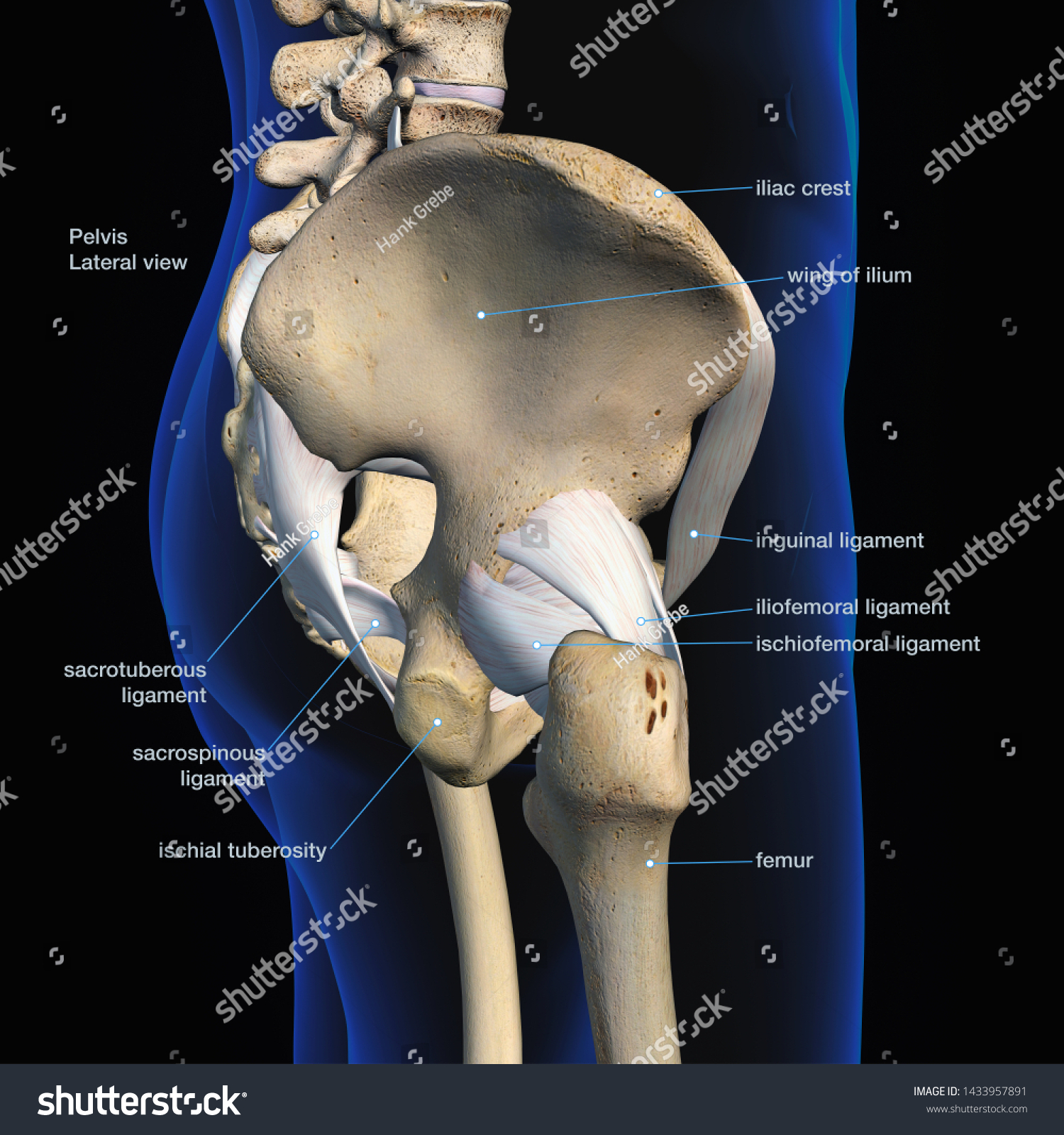 Ilustrasi Stok Pelvic Hip Bones Ligaments Labeled Side