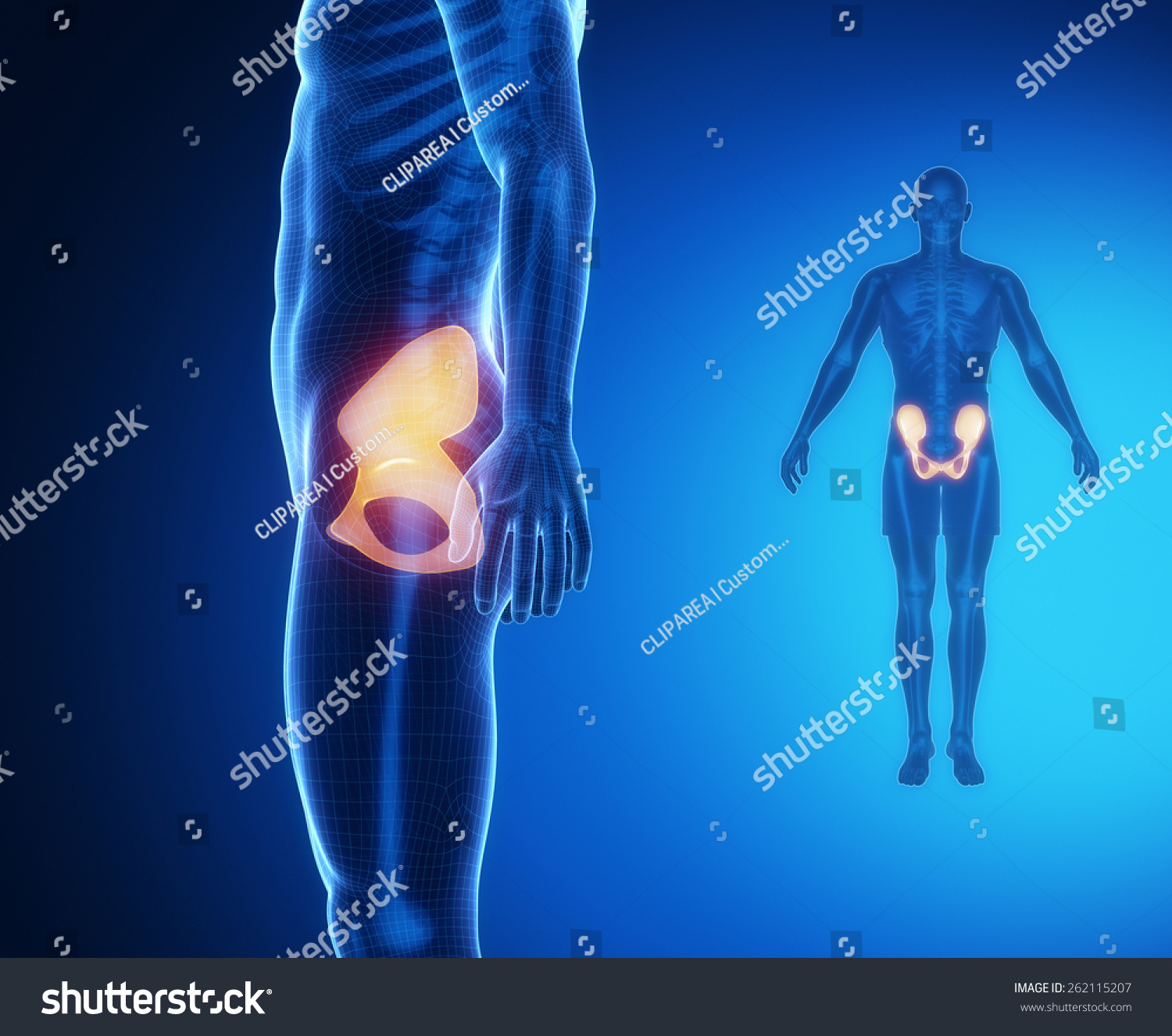 Pelvis Bone Anatomy Xray Scan