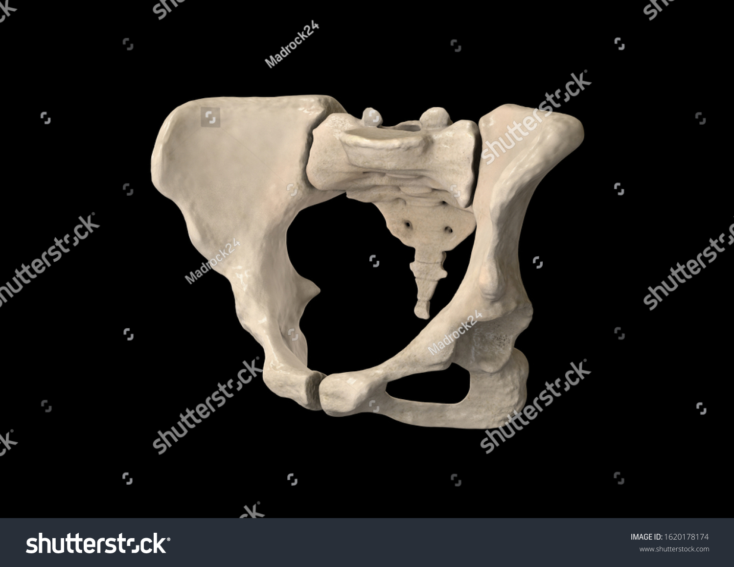 Pelvis Human Skeleton Female Pelvic Bone Stock Illustration