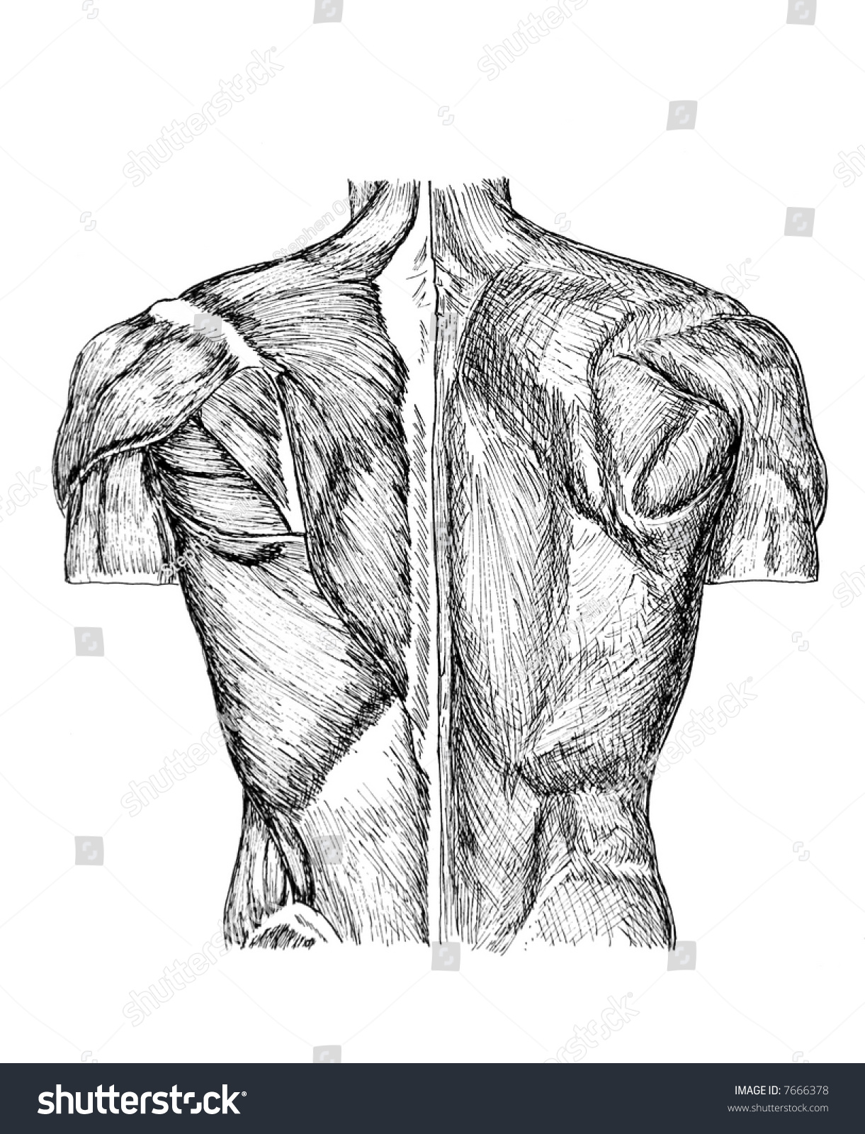Pen Ink Anatomical Drawing Back Man Stock Illustration 7666378