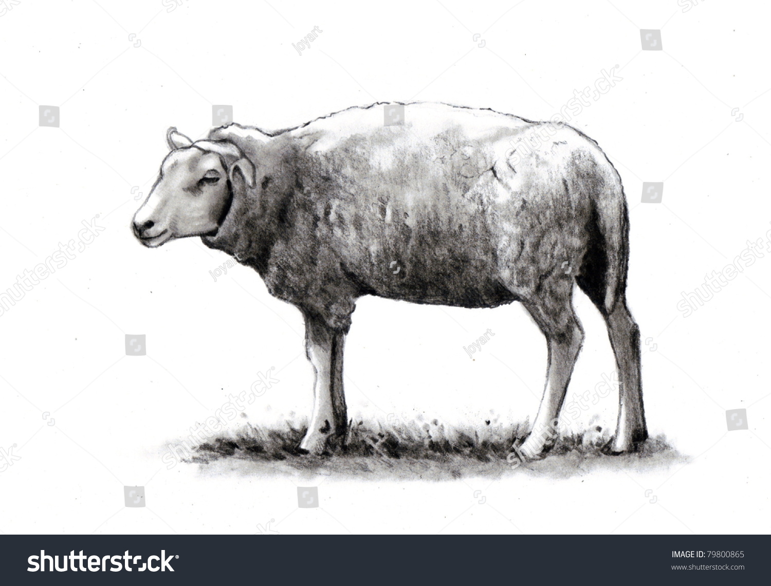 Pencil Drawing Of A Sheep Stock Photo 79800865 : Shutterstock