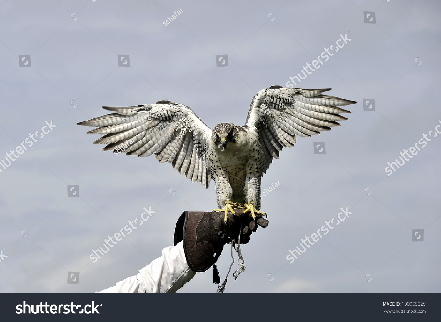 Peregrine Falcon Stock Photo 190959329 - Shutterstock