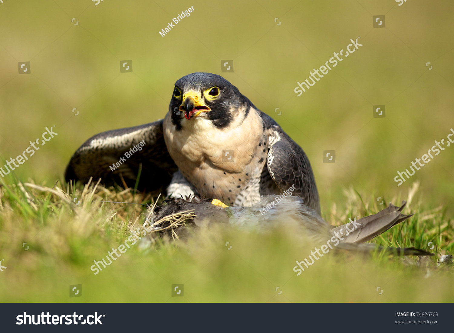 seahawk eating a falcon