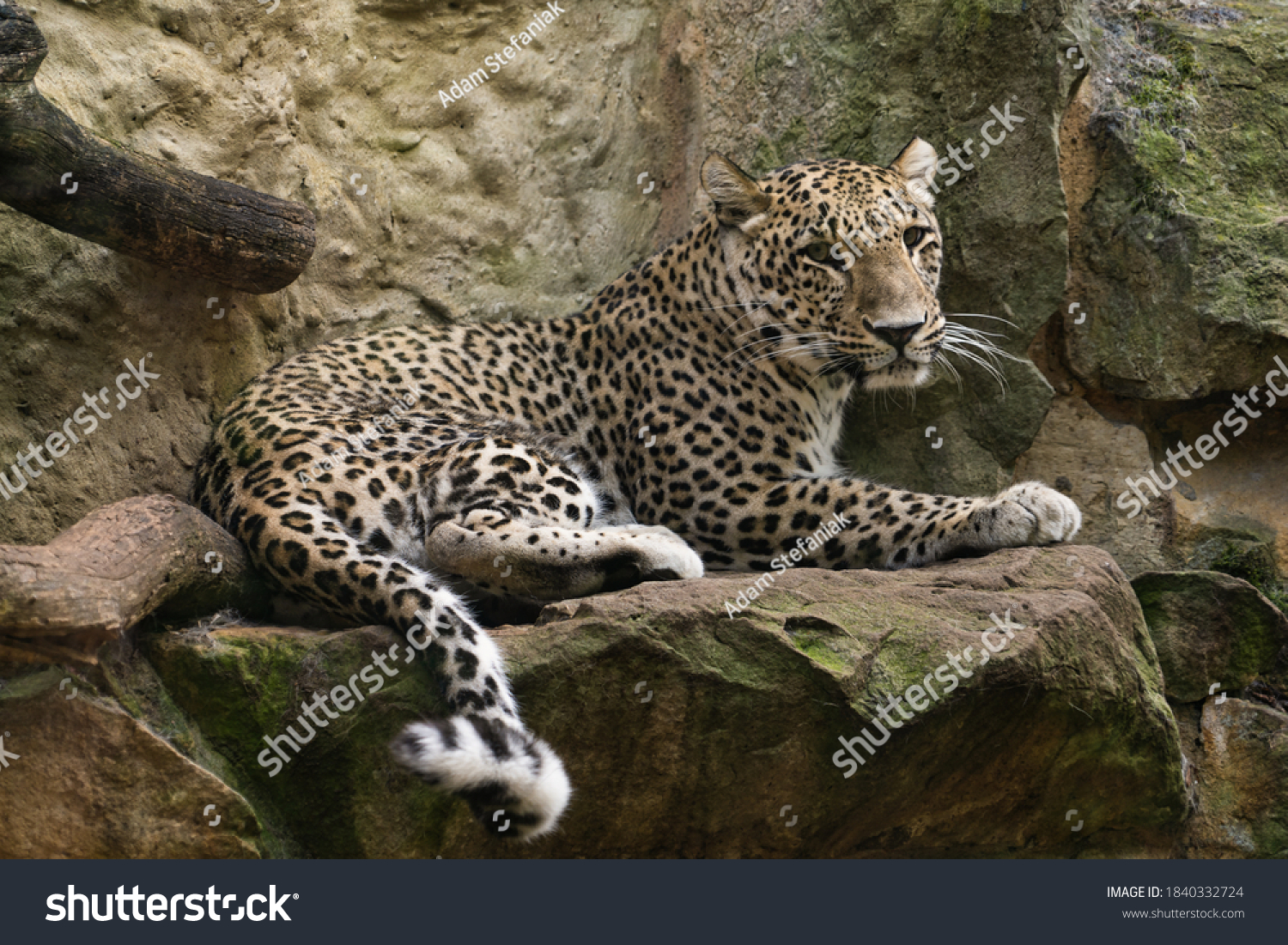 Panthera Pardus Saxicolor Images Stock Photos Vectors Shutterstock