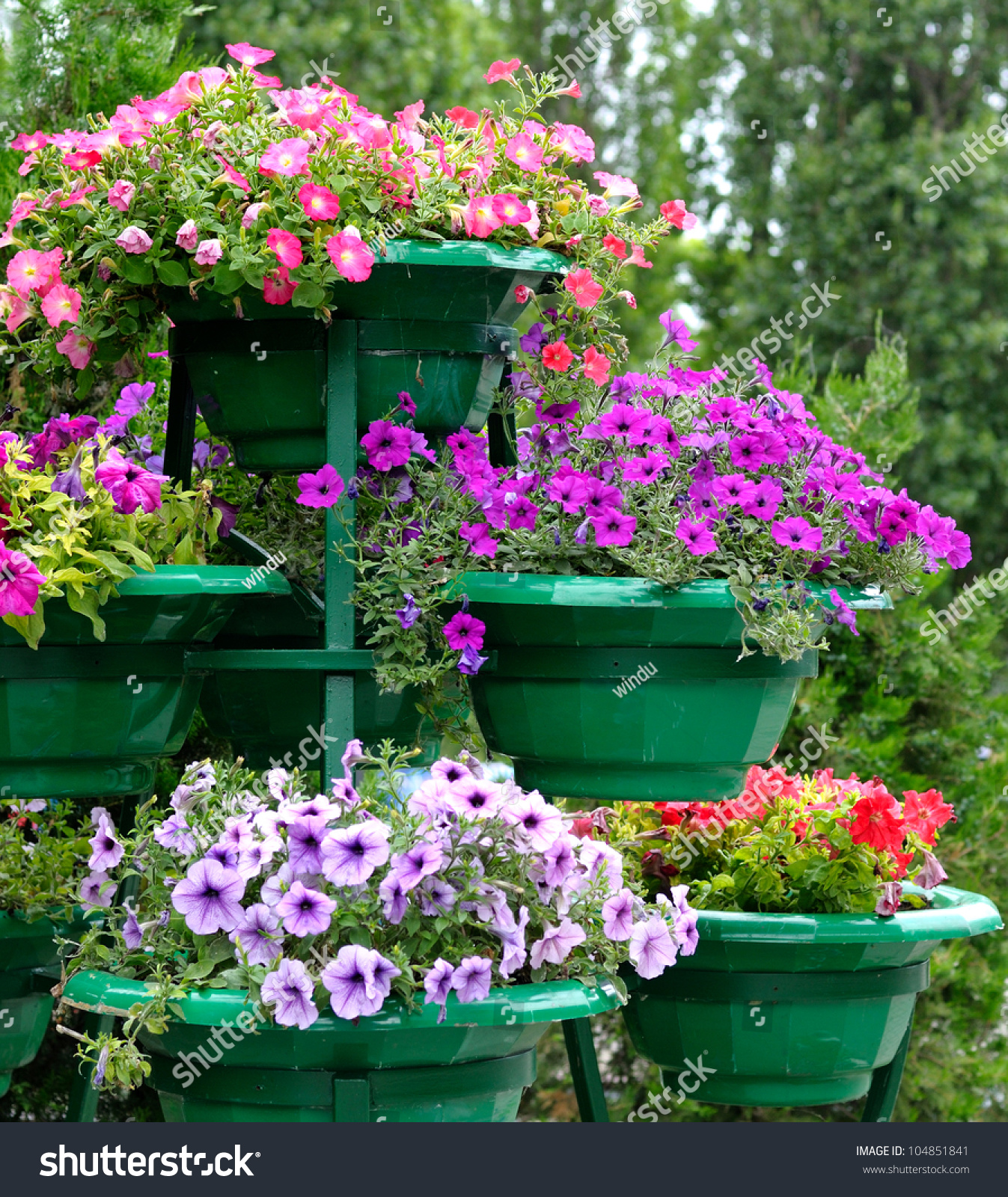 Petunia Flowers Pots Outdoors Stock Photo 104851841 - Shutterstock