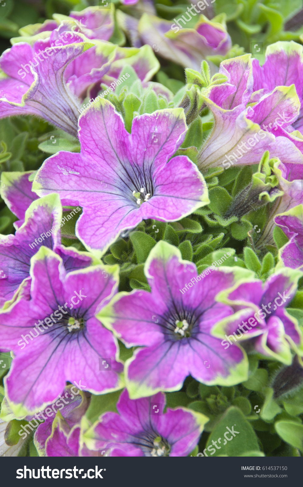 Petunia Solanaceae Crazytunia Kermit Rose Stock Photo