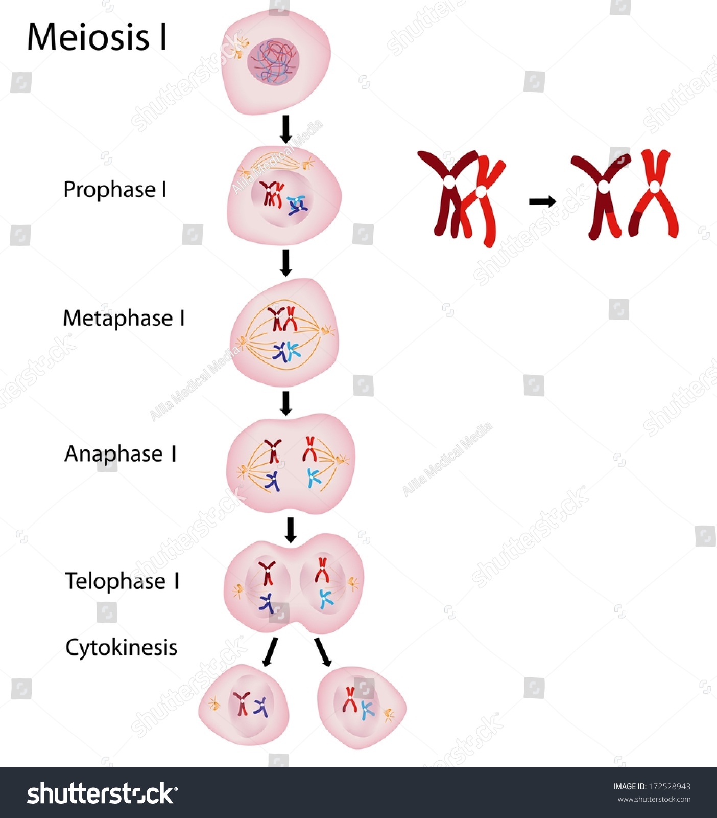 Illustration Showing The Nine Stages Of Meiosis Phase Vrogue Co