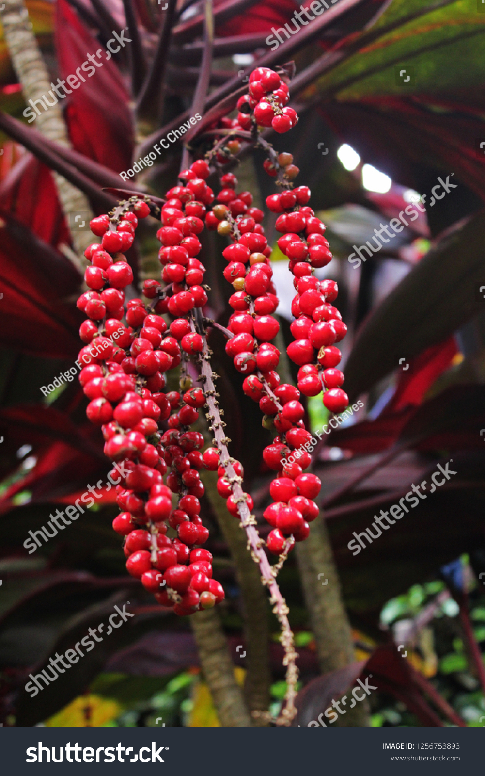 Photo Fruits Cordyline Terminalis Known Dracena Stock Photo 1256753893