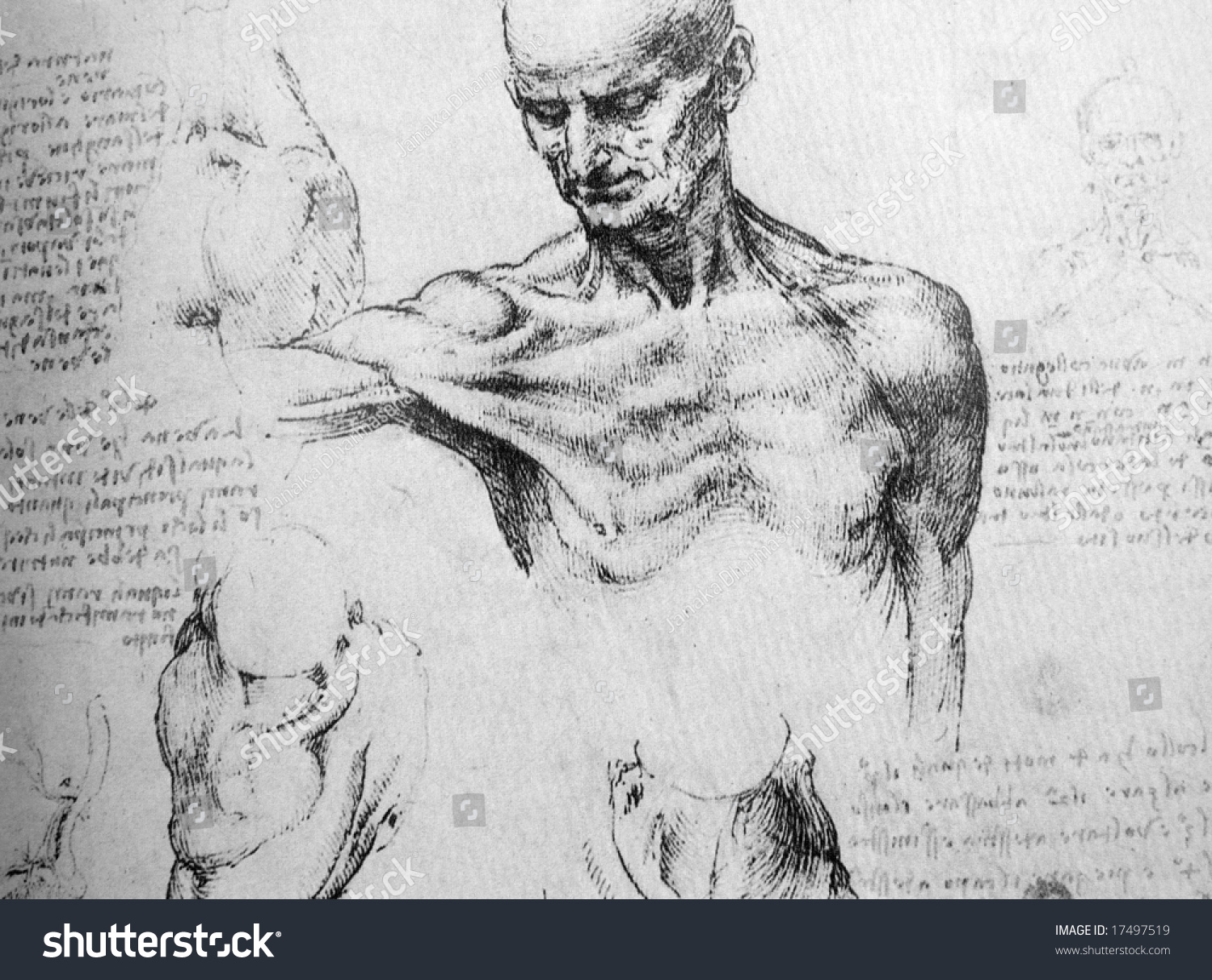 Photo Of The Vitruvian Man By Leonardo Da Vinci From 1492 On Textured ...