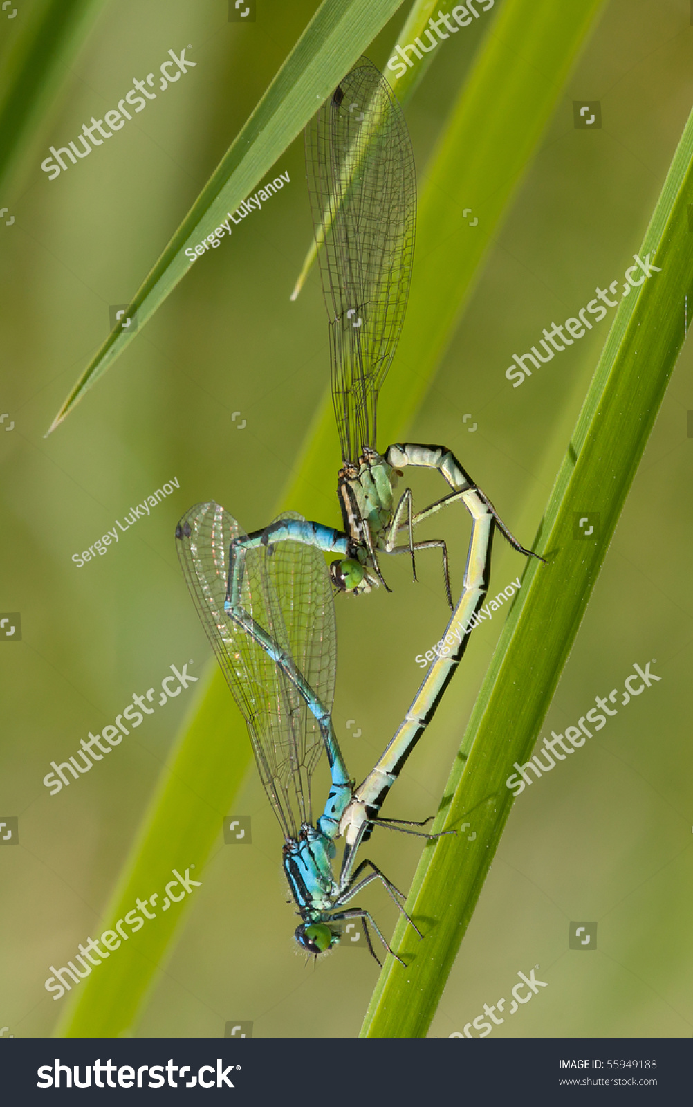 Photo Of Two Dragonflies Making Sex In Heart Shape 55949188 Shutterstock 6030