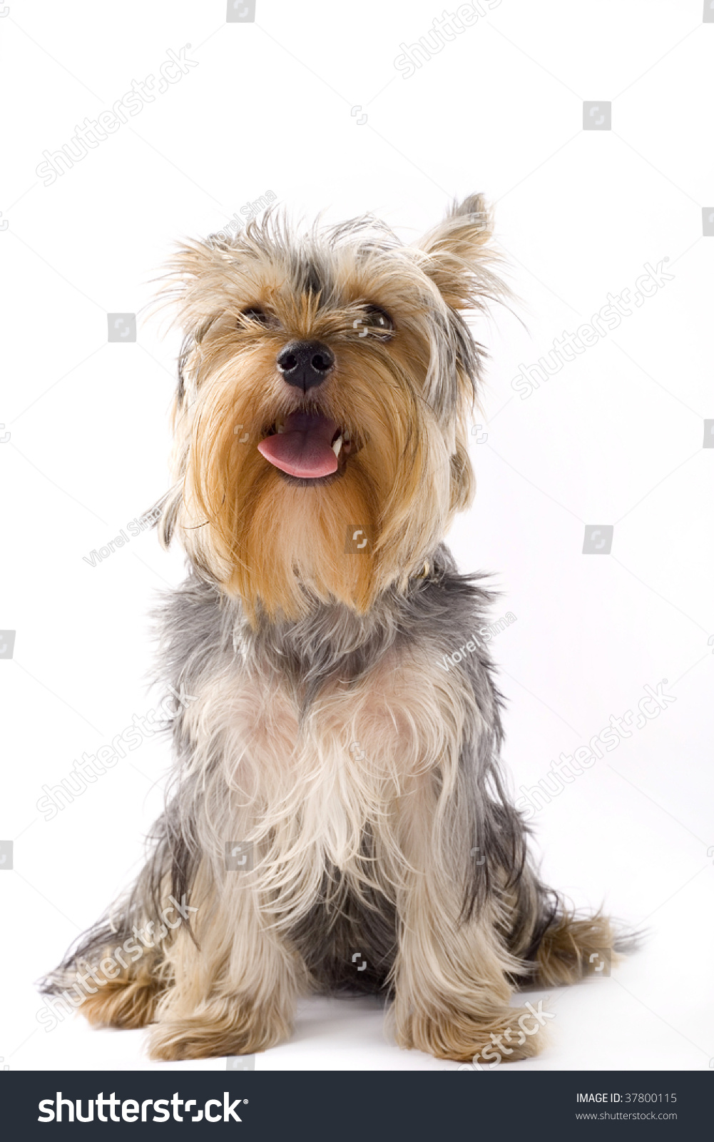 picture of a seated puppy yorkshire terrier over white background picture of a seated puppy yorkshire terrier over white background