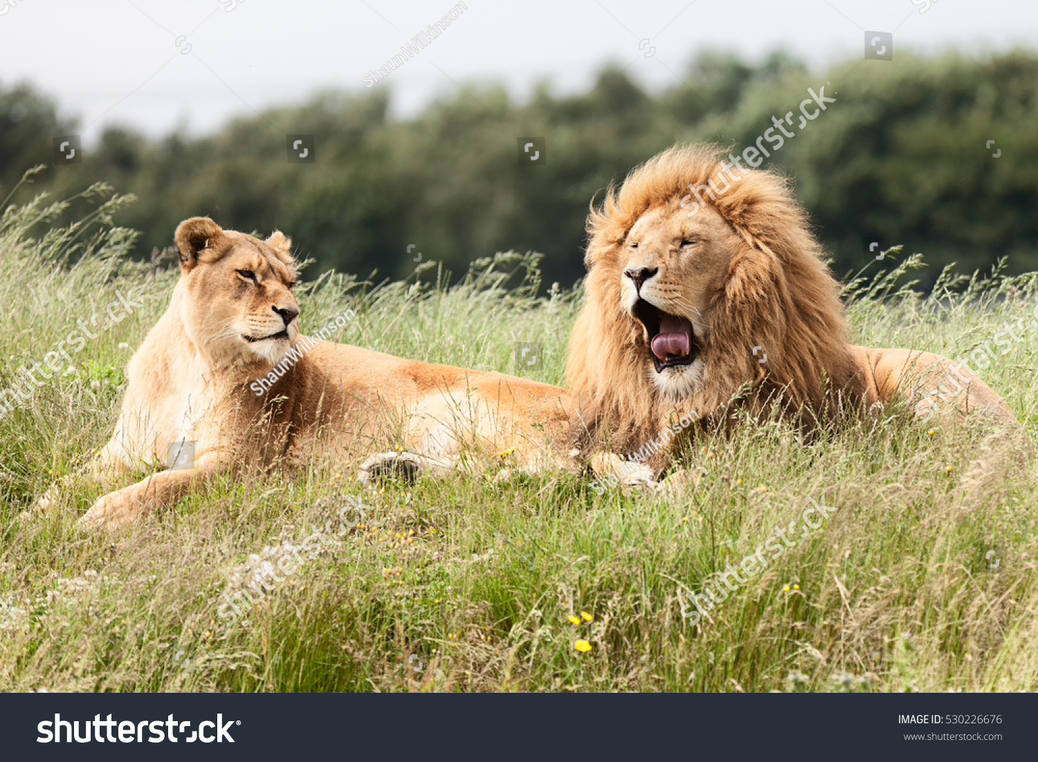 Picture Of Lions In Grass Stock Photo 530226676 Shutterstock