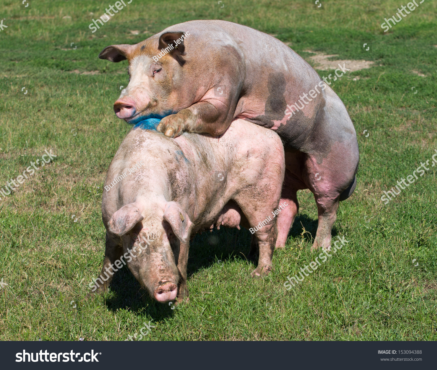stock-photo-pigs-mating-on-farm-15309438