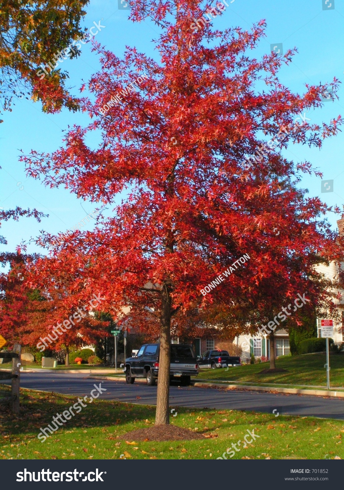 Pin Oak Tree With Red Fall Foliage Stock Photo 701852 : Shutterstock