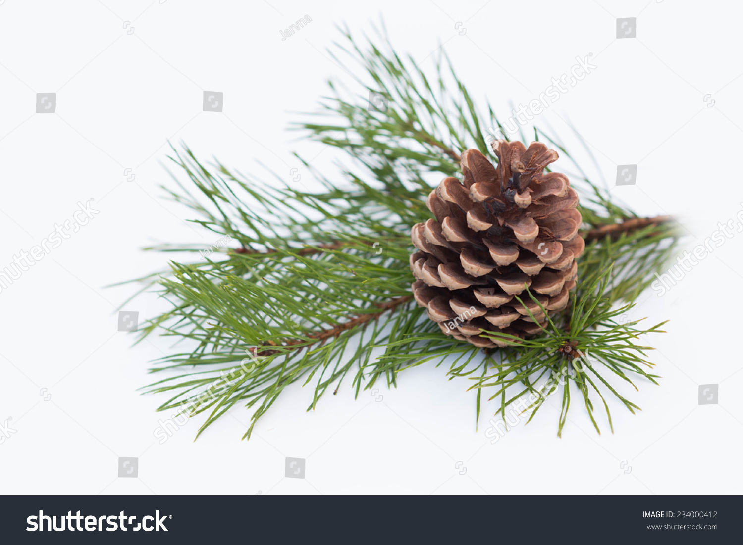 pine branch with cone on a white background for christmas pine branch with cone on a white background for christmas