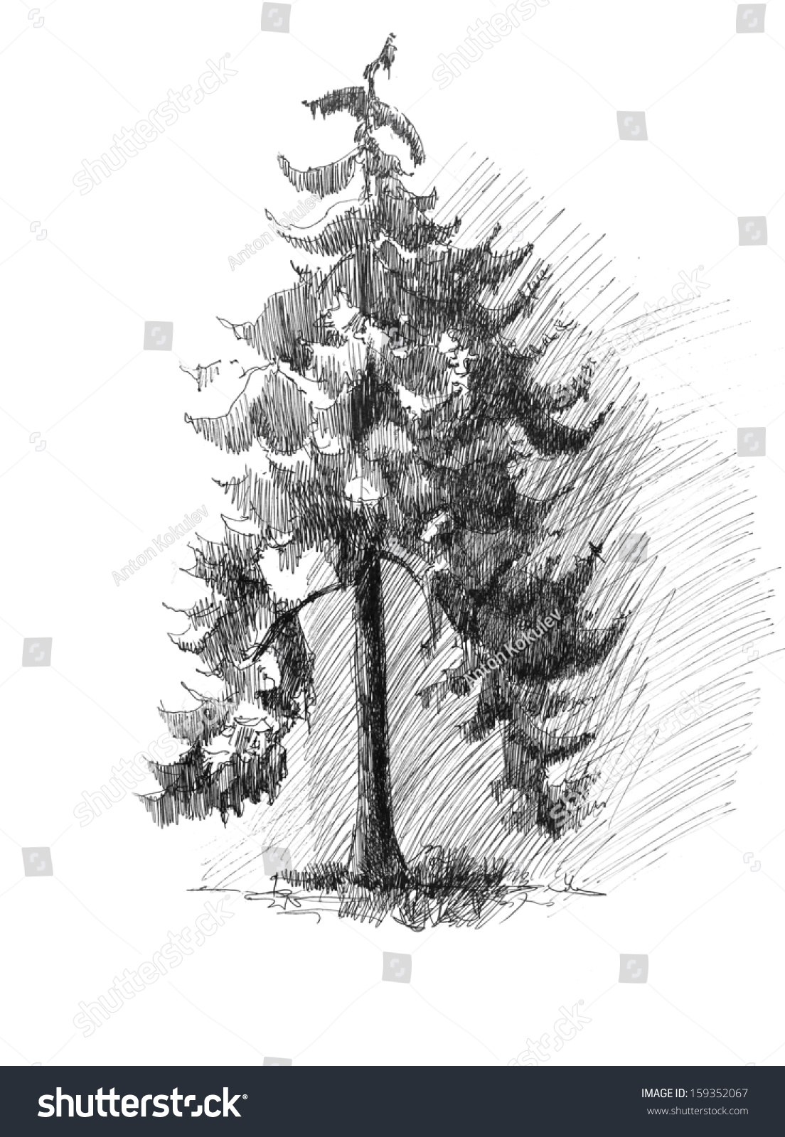 Pine Tree Sketch Drawing Isolated Stock Photo 159352067 : Shutterstock