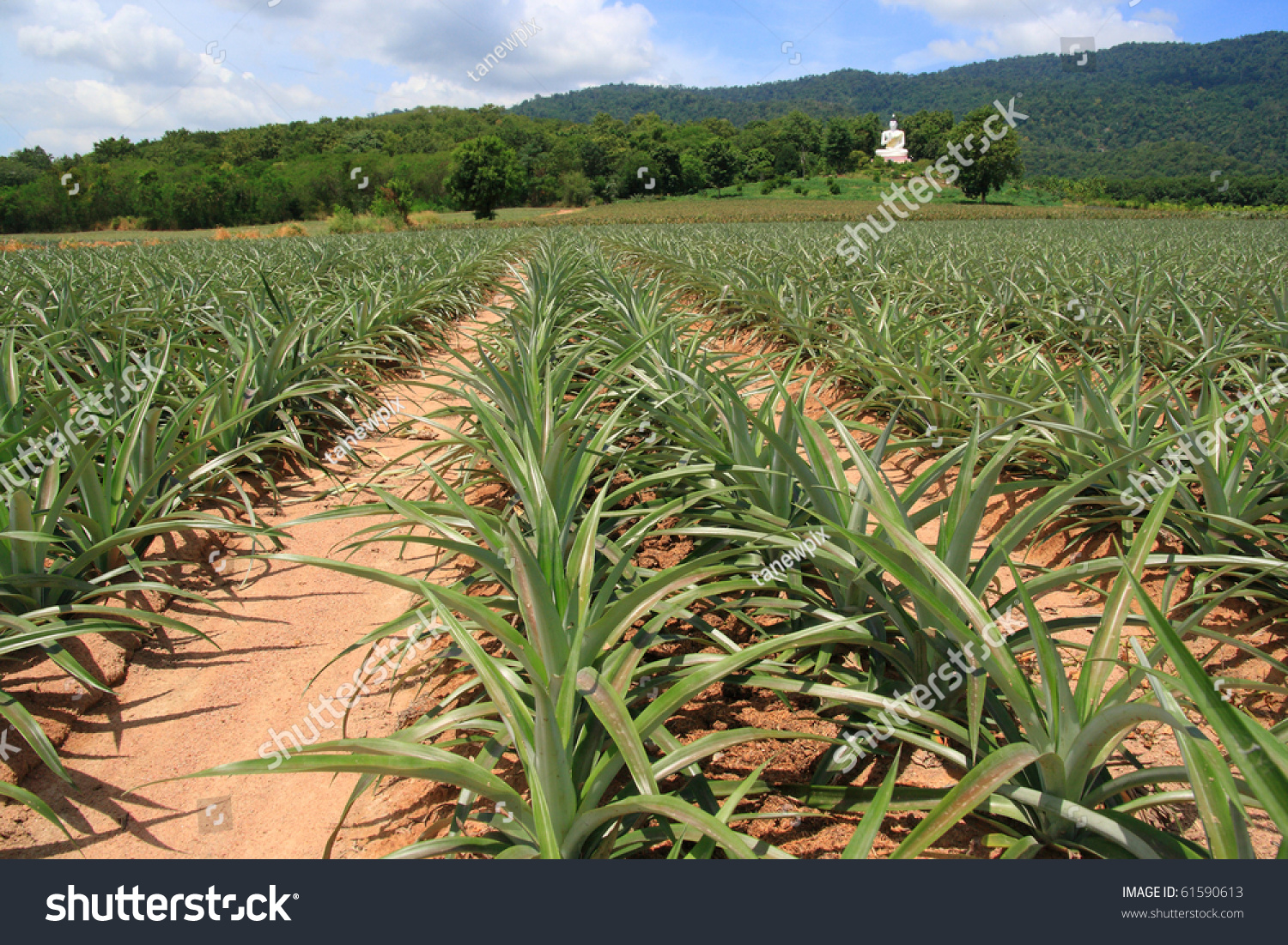 Pineapple Farm. Stock Photo 61590613 Shutterstock