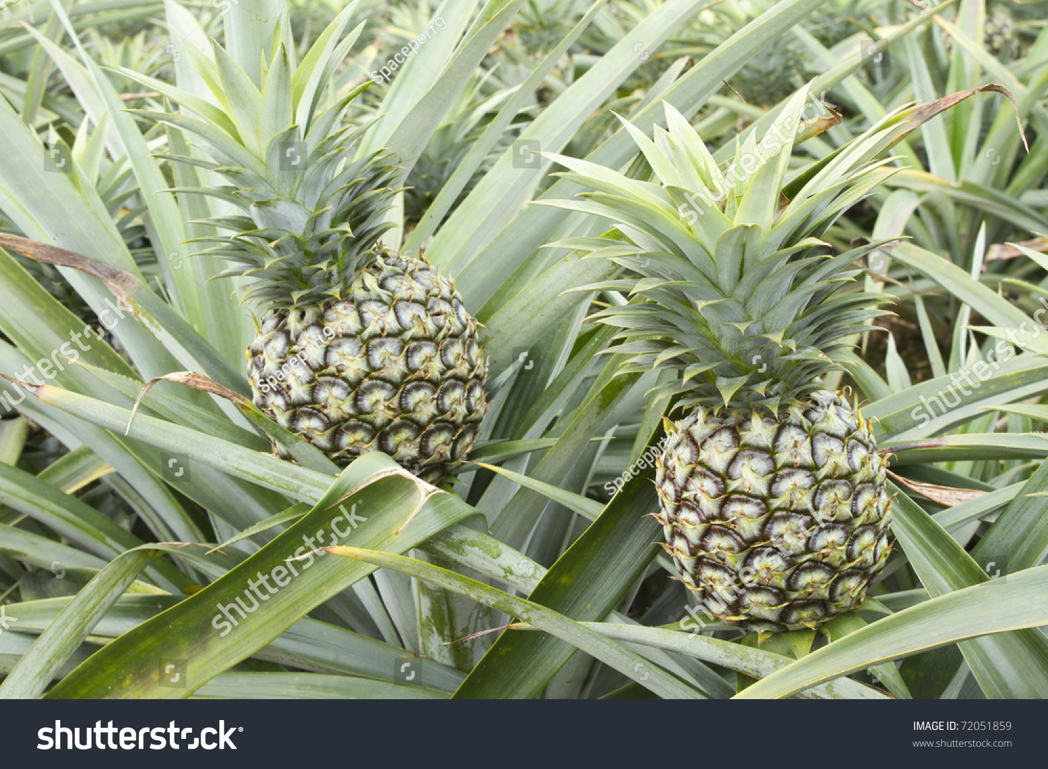 Pineapple On Tropical Fruit Field. Stock Photo 72051859 : Shutterstock