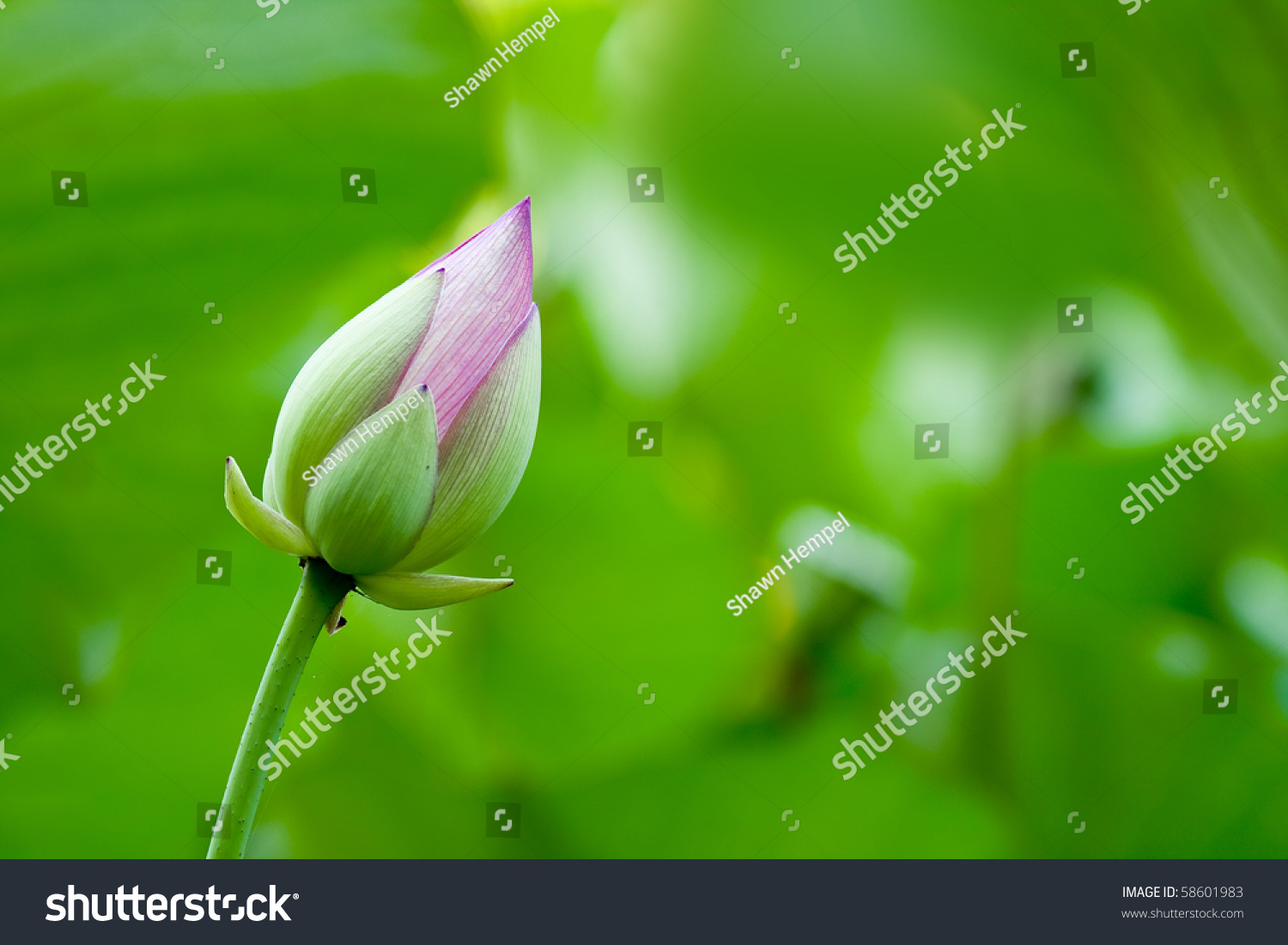 Pink Closed Lotus Nelumbo Nucifera Flower Stock Photo