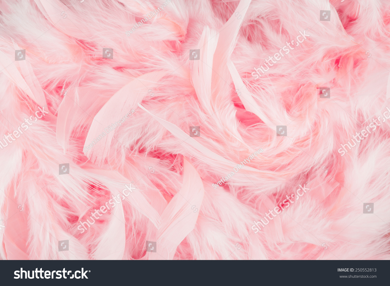 Pink Feathers Background Stock Photo 250552813 - Shutterstock