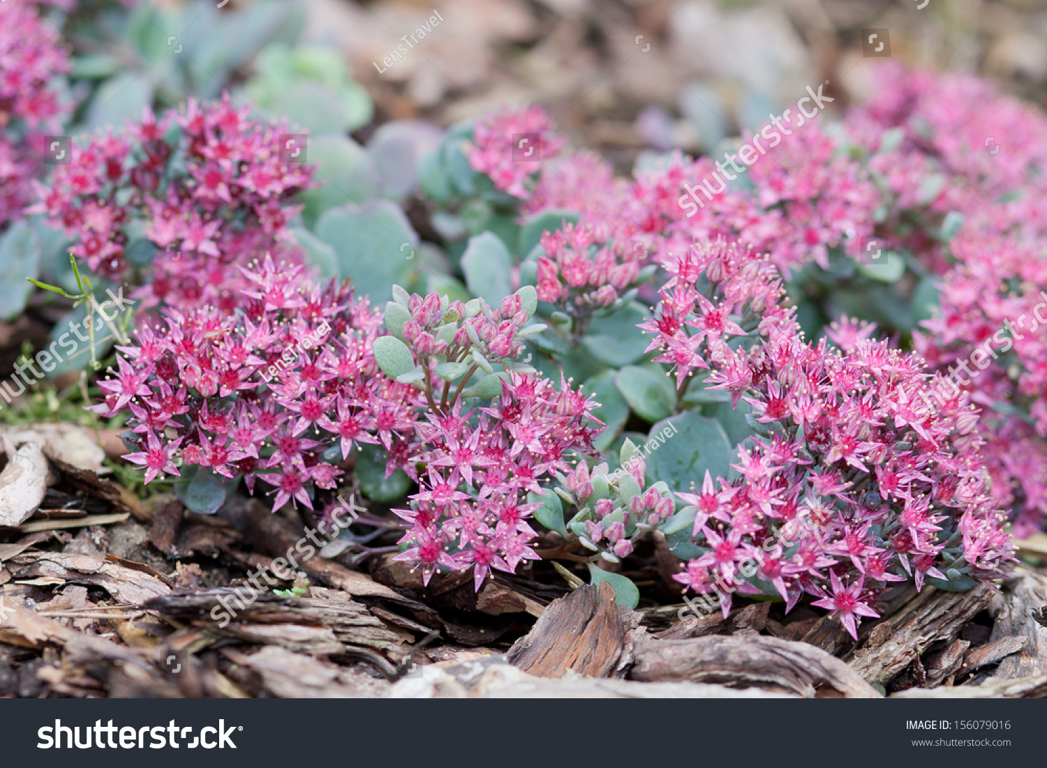 Pink Flowers Of Sedum Causticola Stonecrop A Succulent Groundcover That Flowers In Summer And