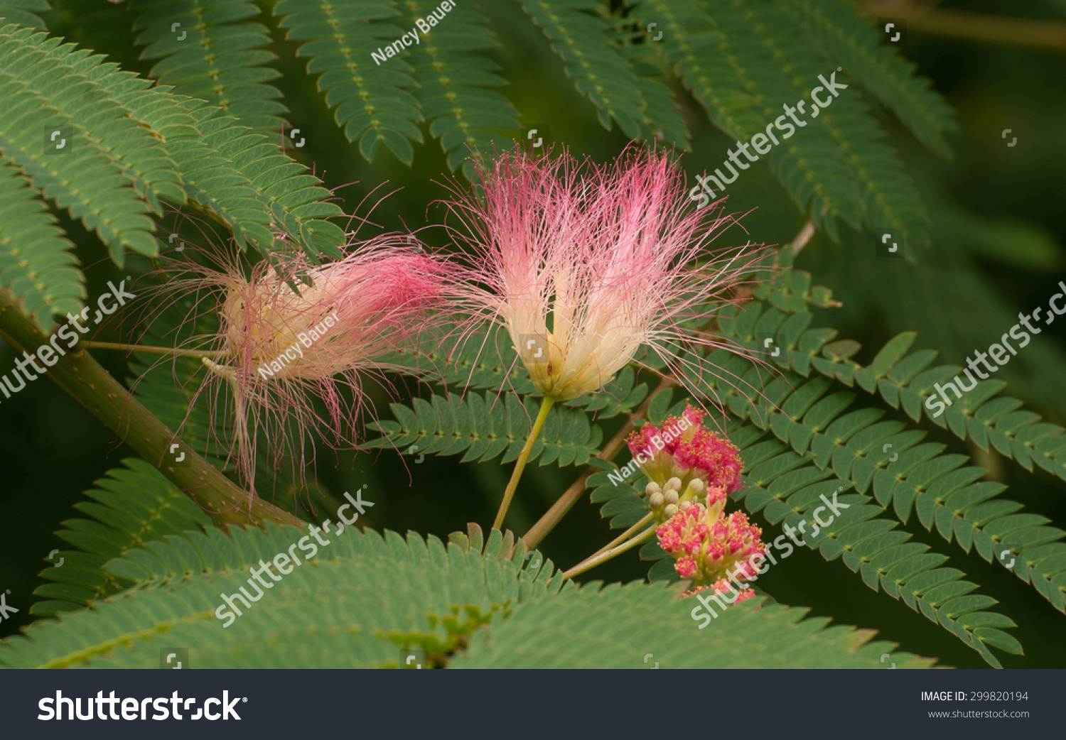pink fuzzy flowers green fernlike leaves stock photo pink fuzzy flowers green fernlike leaves stock photo