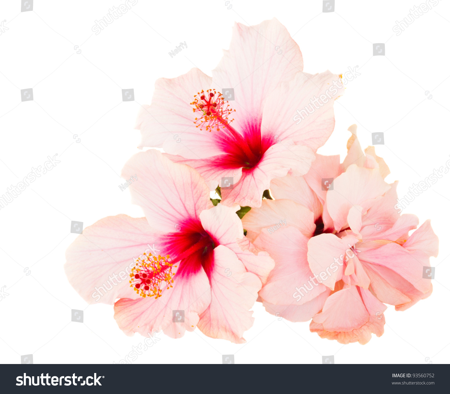 Pink Hibiscus Isolated On White Background Stock Photo Shutterstock