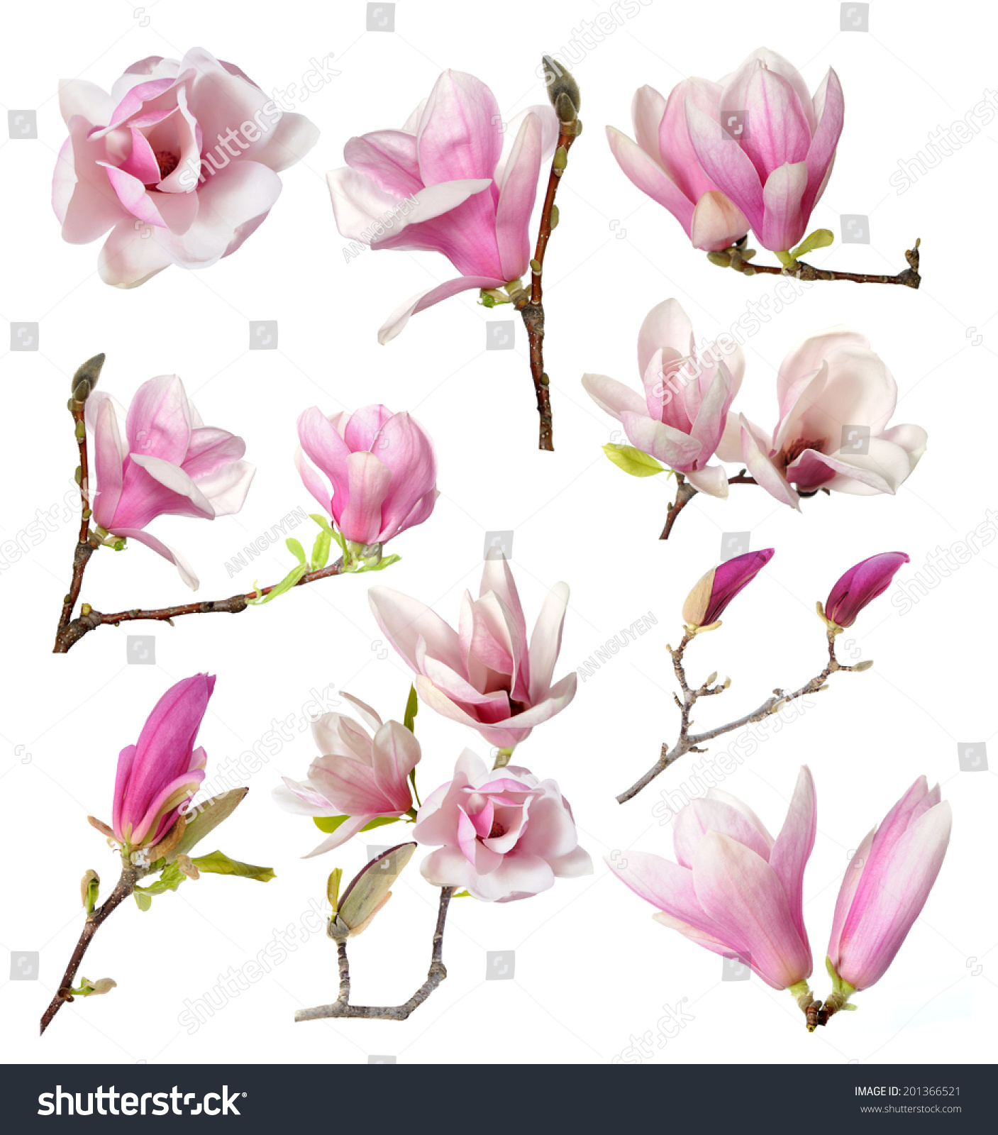 Pink Magnolia Flower Isolated On White Background Imagen de archivo