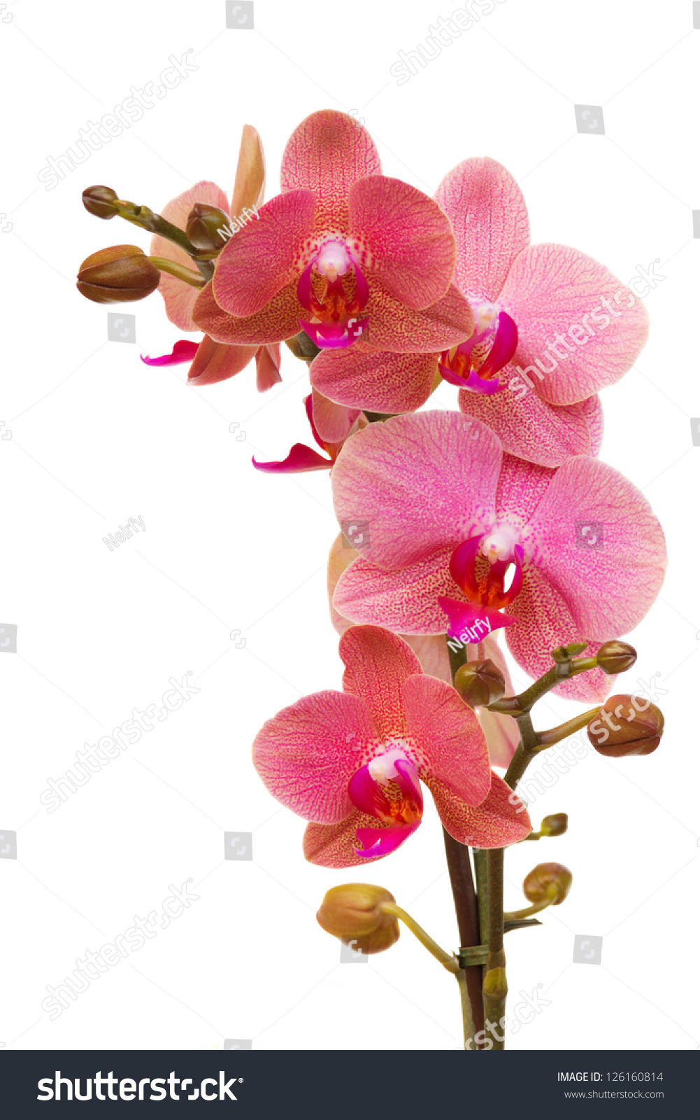 Pink Orchid Clipart