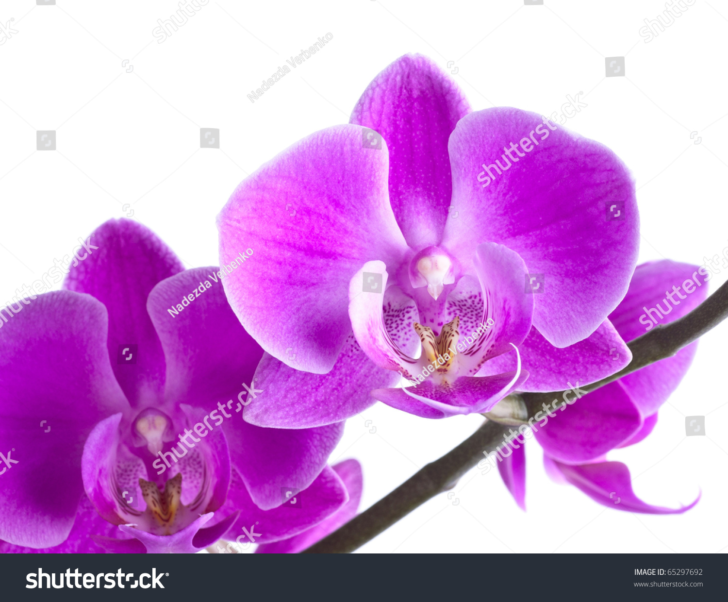 Pink Orchid Flower, Isolated On White Background Stock Photo 65297692