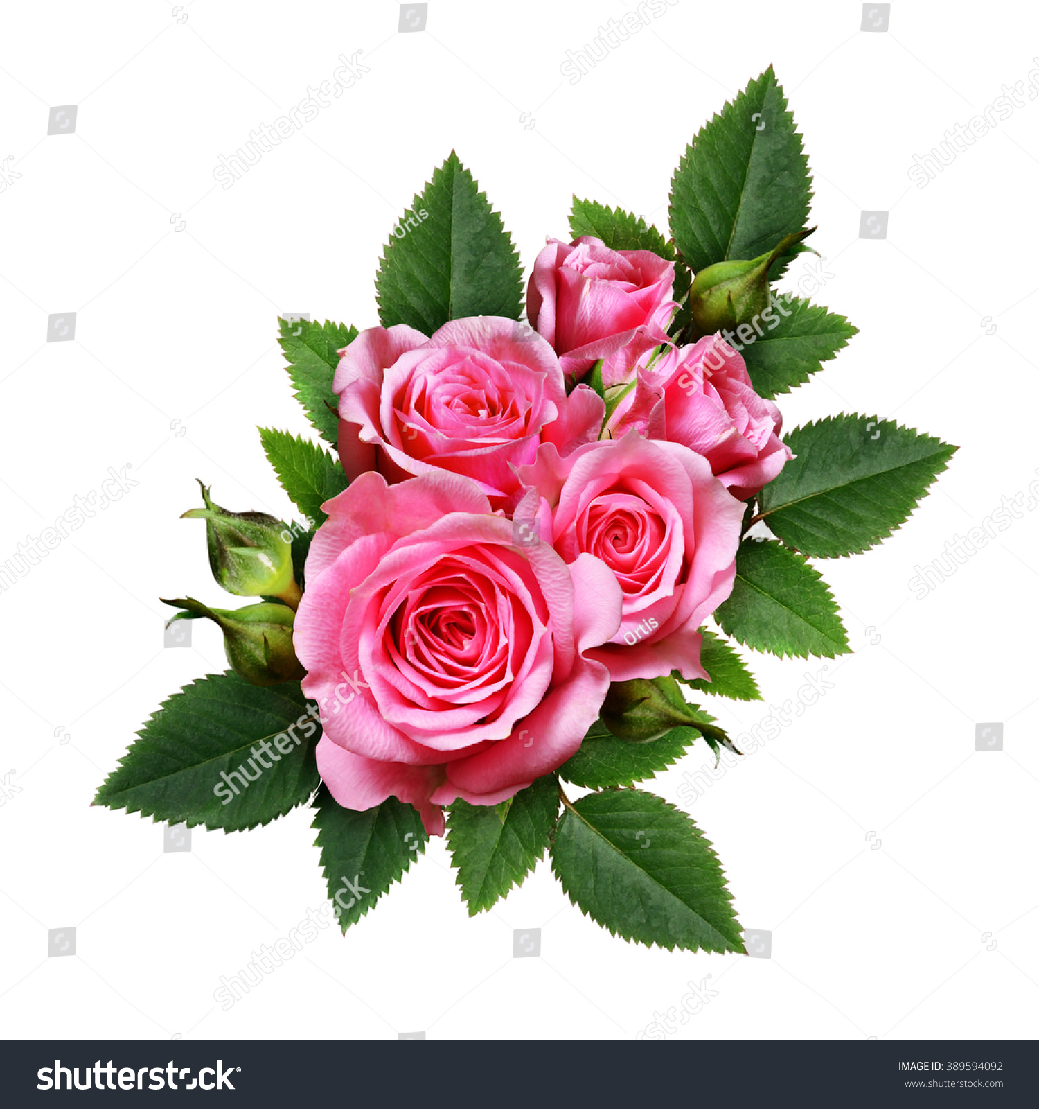 Pink Rose Flowers Composition Isolated On Stock Photo 389594092