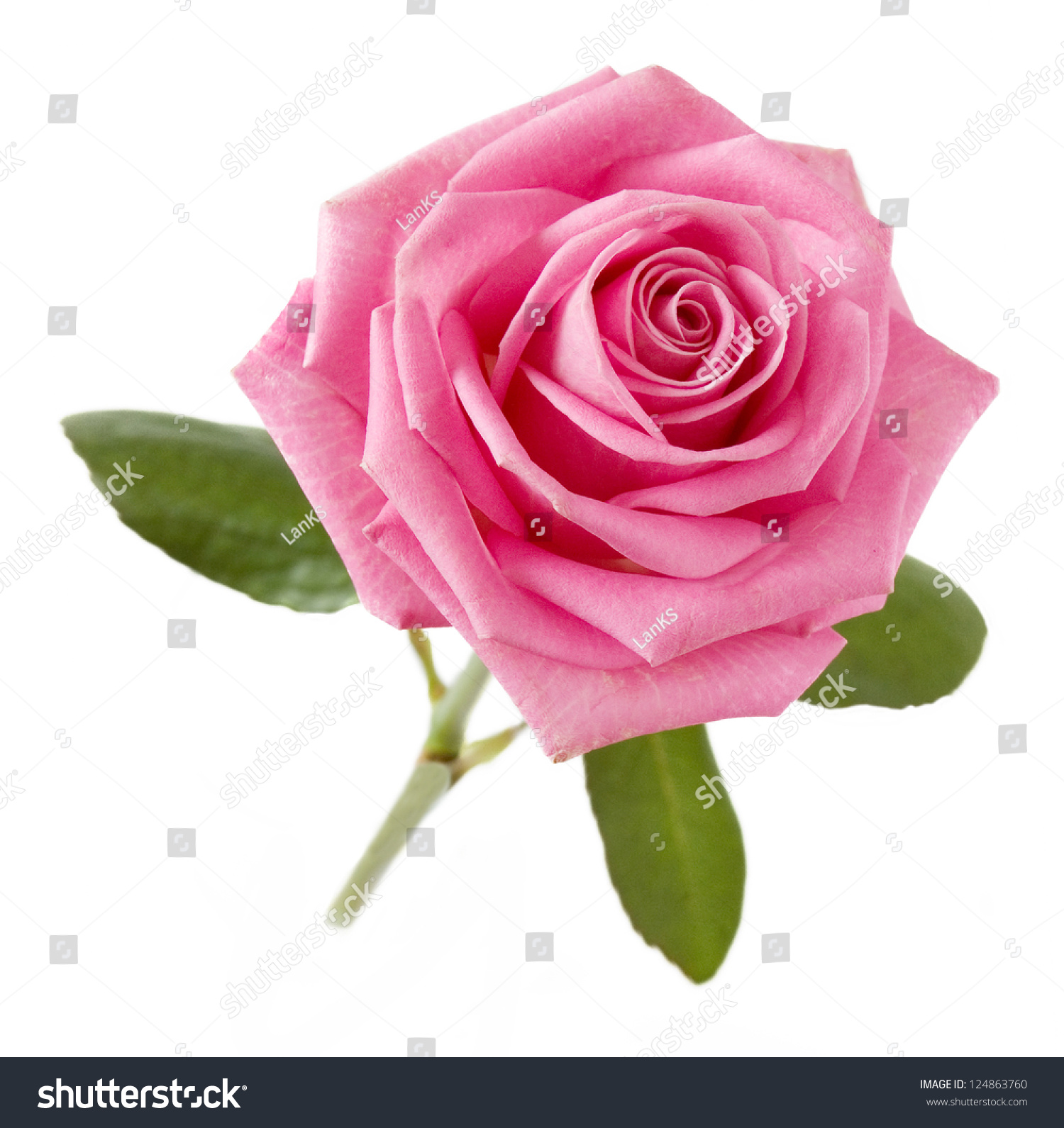 Pink Rose White Background