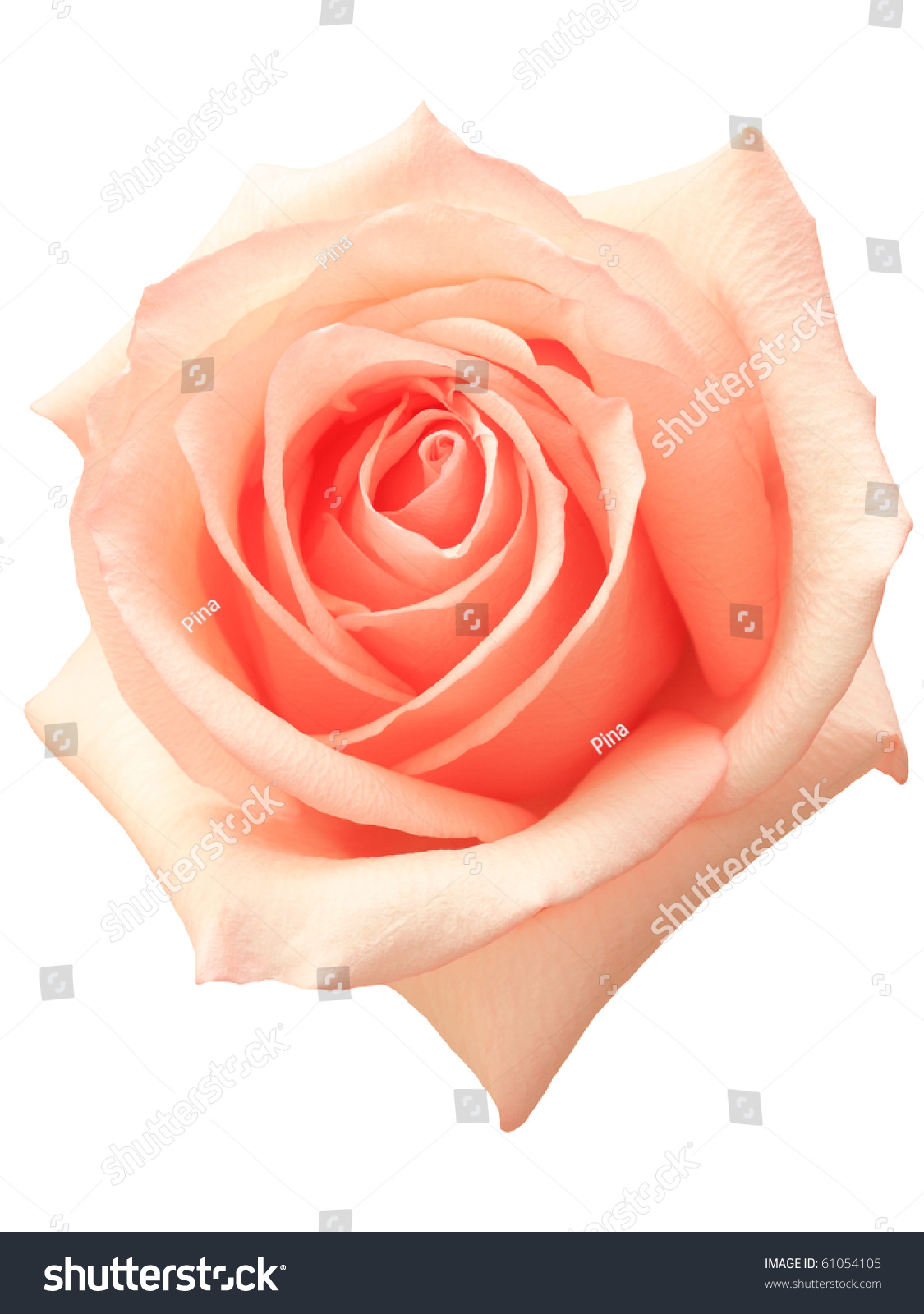 Pink Rose On The White Background Stock Photo 61054105 : Shutterstock