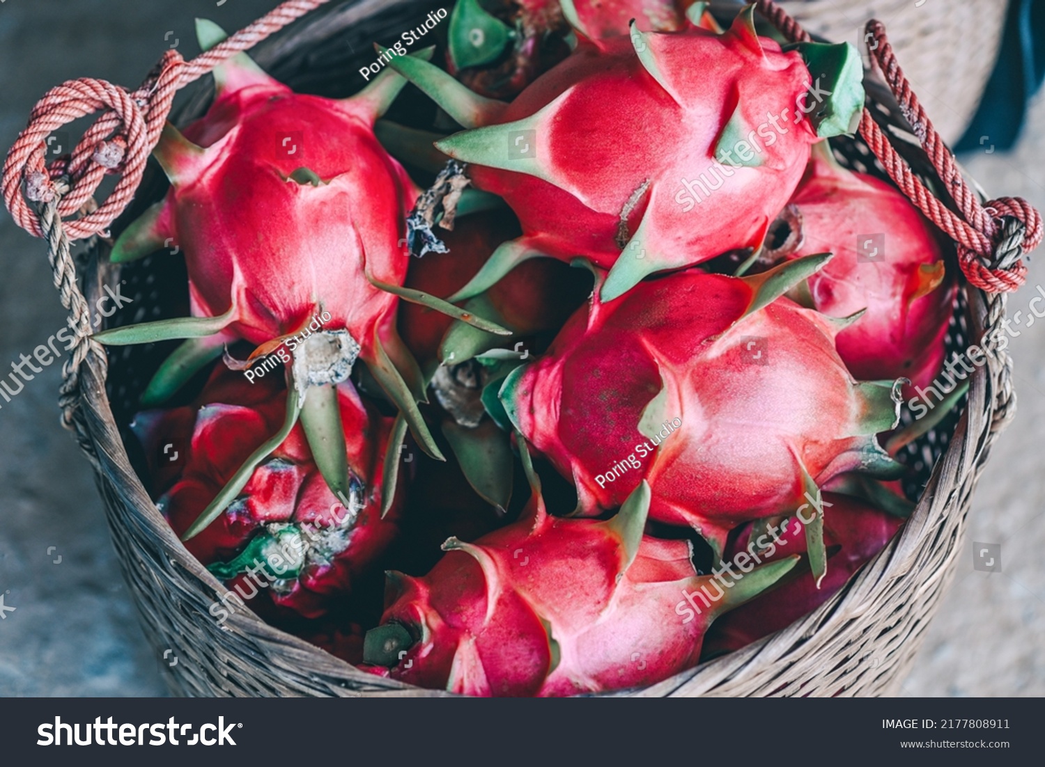 Pitahaya Plantation Dragon Fruit Thailand Summer Stock Photo