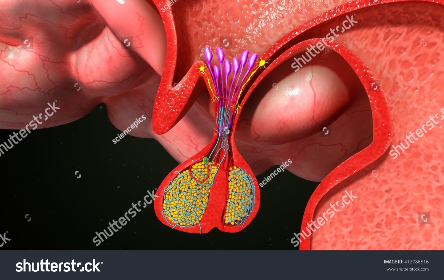 Pituitary Gland Anatomy 3d Illustration Stock Illustration 412786516