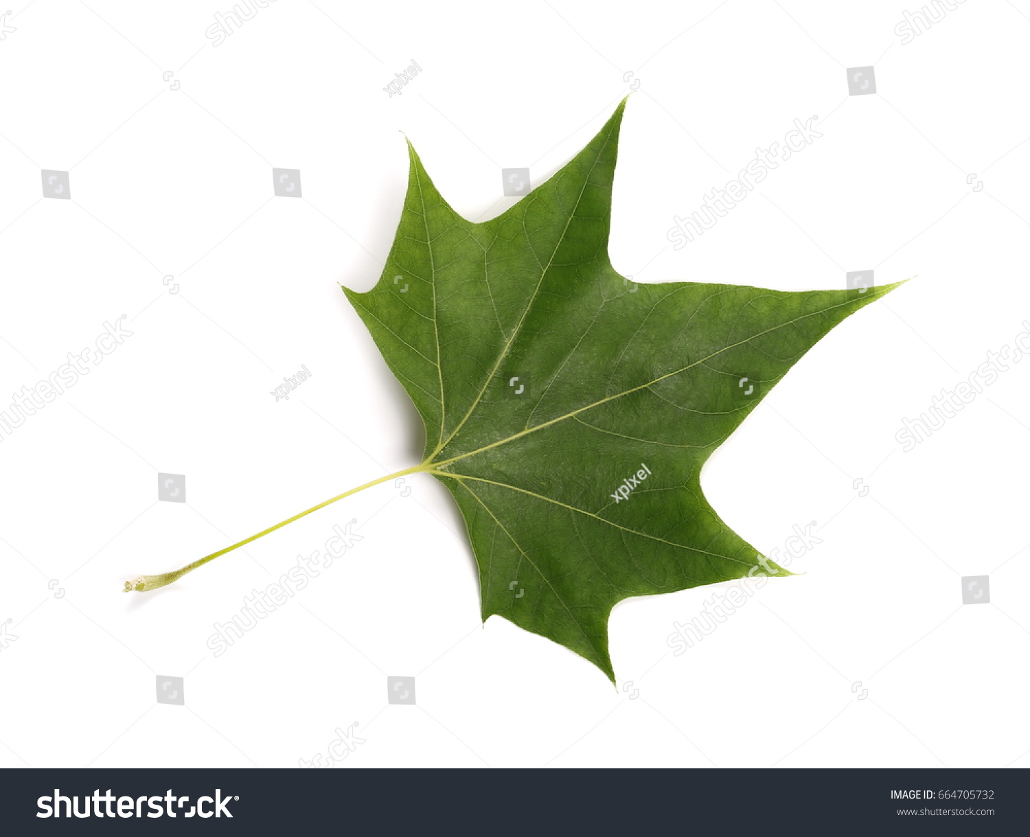 Plane Tree Sycamore Leaves Flowers Isolated Stock Photo Edit Now