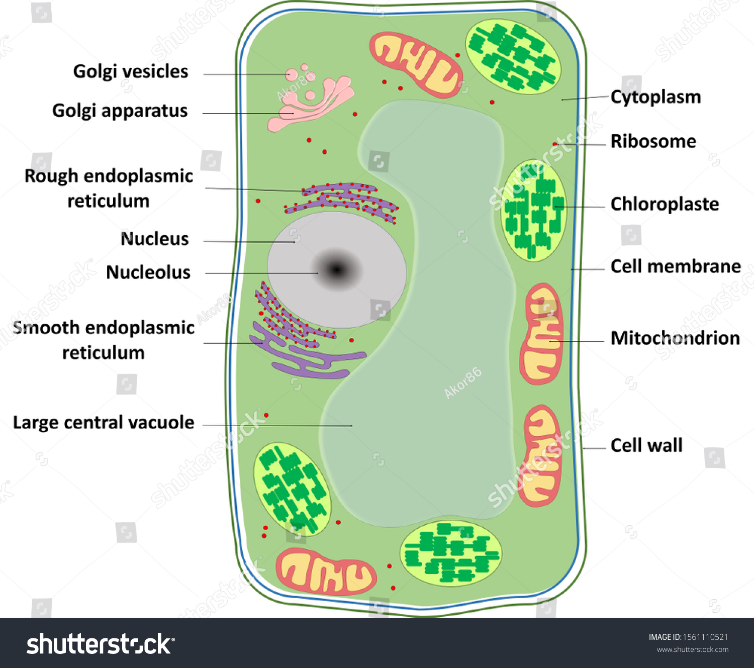 28 Large Central Vacuole Images Stock Photos Vectors Shutterstock