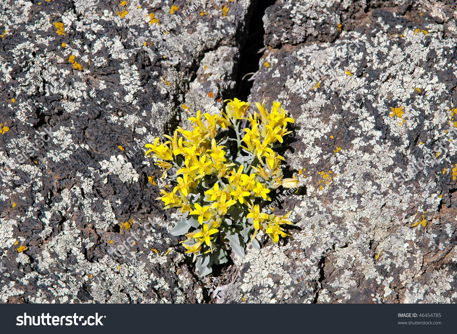 Plant On Lava Rock