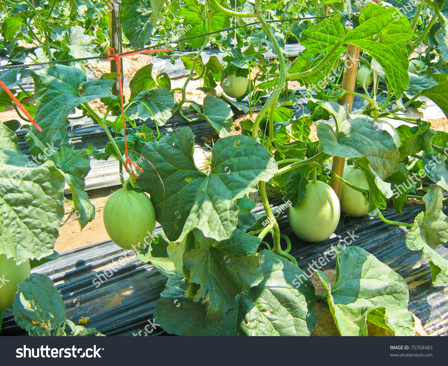 Plant Cantaloupenorth Eastthailand Stock Photo 75358483