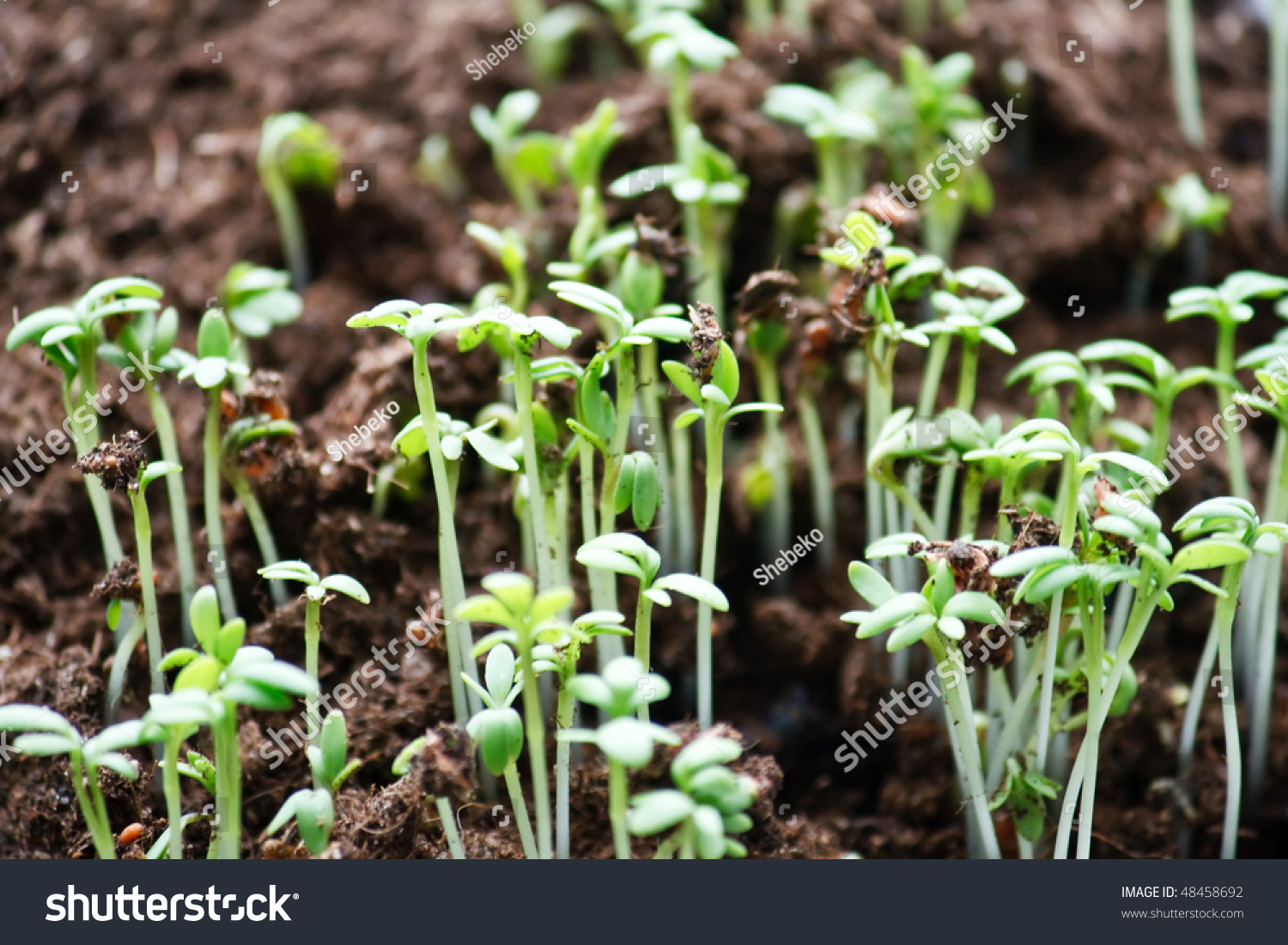 plant-shoots-stock-photo-48458692-shutterstock