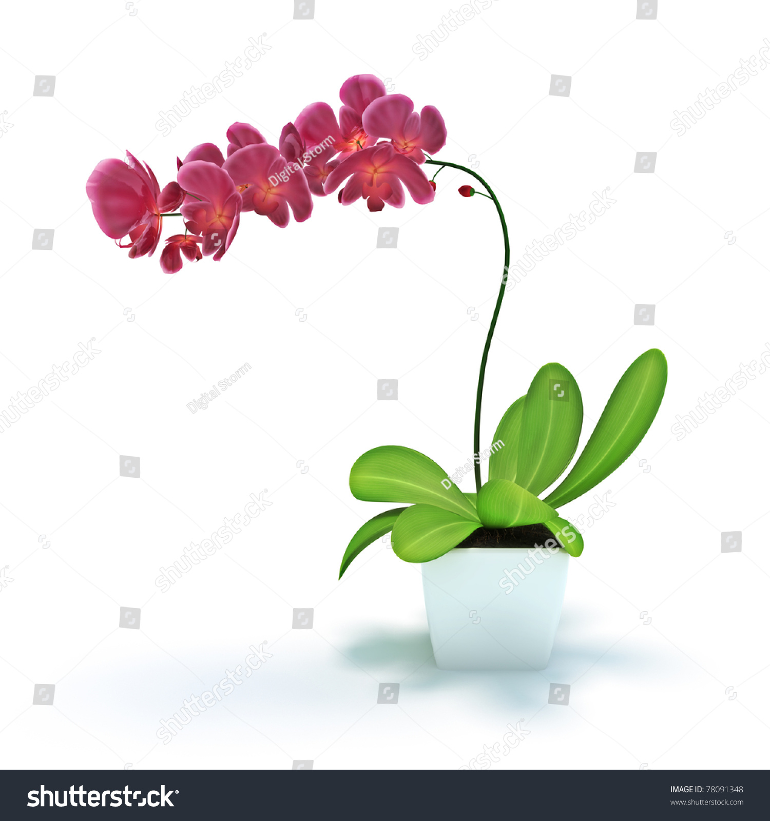 Plant With Flowers Isolated On A White Background. 300 D.P.I Stock