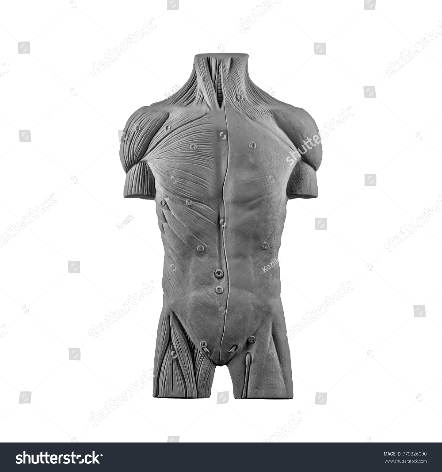 Plaster Statue Naked Man Torso Anatomical Stock Photo 779326090