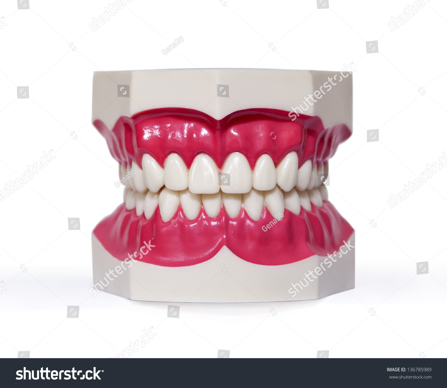 Plastic Dentures, Used By Dentists To Show You How To Brush Correct