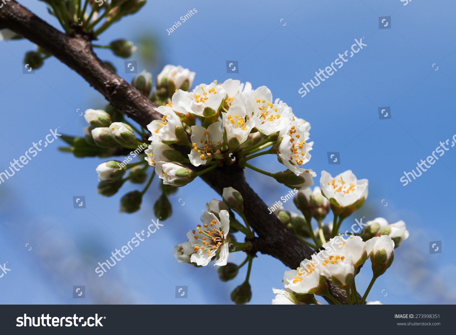 Plum blossoms in spring time Plum blossoms in spring time